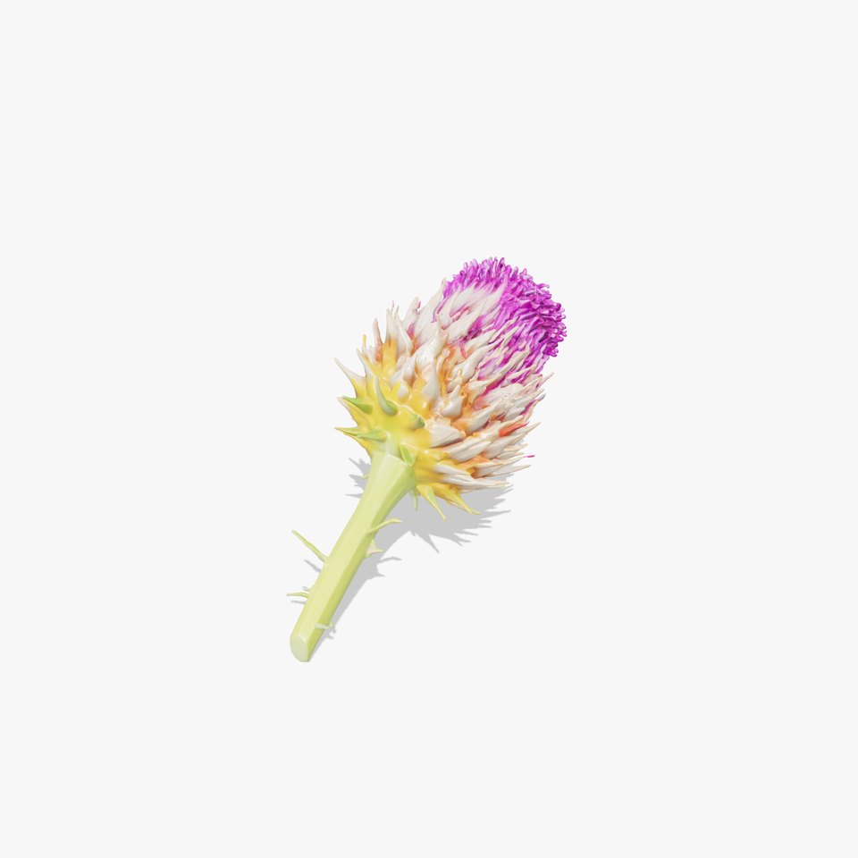 Thistle Flower with Detailed Textures Model Pack